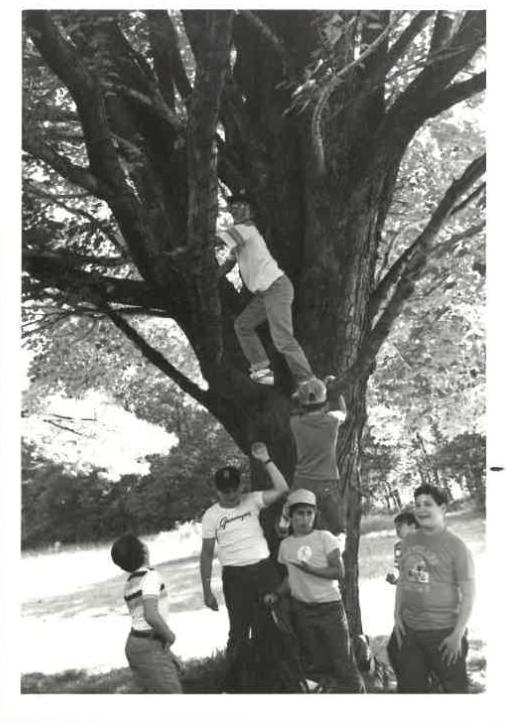 campstonetree.jpg